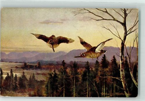 Waldschnepfe Haar und Federwild Nr.844 Künstlerkarte