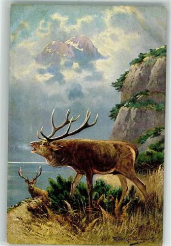 1904 Jagdtier Hirsch in der Brunft