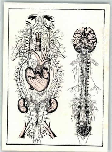 Nervenbahnen des Menschen nach Vieussens aus Diderot/d'Alembert Encyclopedie 1751-1772 Medizinisches Postcarten Buch