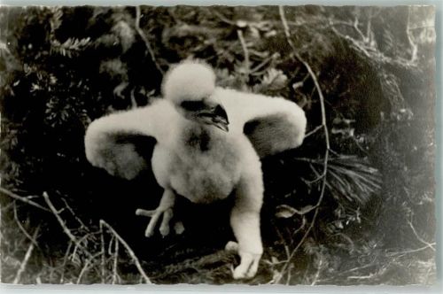 1937 Jungtier im Gras