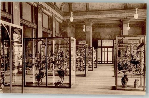 Antwerpen Naturhistorisches Museum Großer Saal