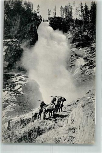 1918 Steinbock Oberer Krimmler