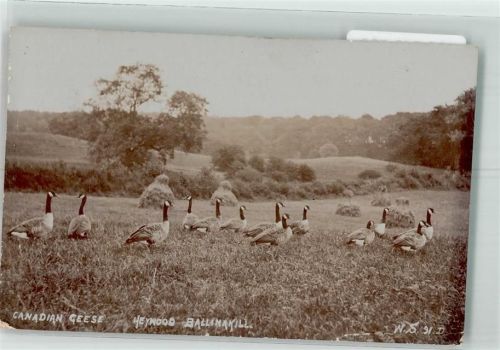 1912 Kanada Gänse