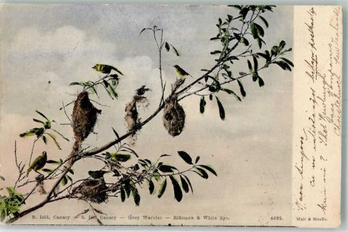 Hamilton Maorigerygone Grey Warbler Vögel