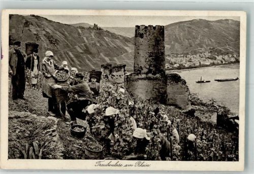 Bingen Traubenlese am Rhein