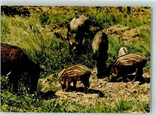 Bad Malente-Gremsmühlen Wildgehege mit Wildschweinen Bachen mit Frischlingen