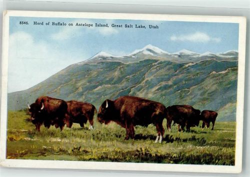 Herde Antelope Island Great Salt Läke Utah