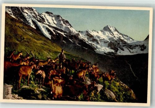 Lauterbrunnen Geissen auf Alp Stufenstein
