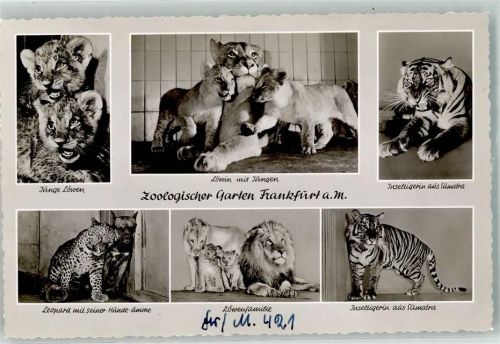 Frankfurt Löwen Leopard Inseltiger Ort handschriftlich