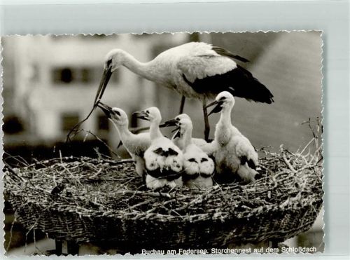 Bad Buchau Nest auf Schloßdach Scan verzogen