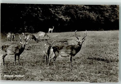 Schürdt Wildpark Waldhof Hirsche beschnitten Pension