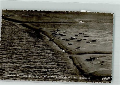 Langeoog Fliegeraufnahme Seehunde auf der Sandbank