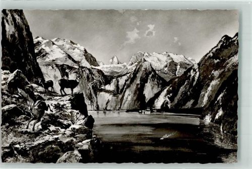 Königssee St. Bartholomä Gemse