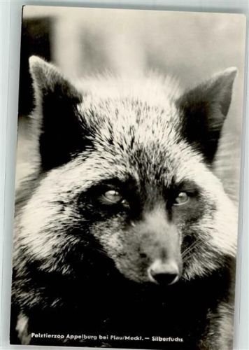 Appelburg Silberfuchs Pelztierzoo