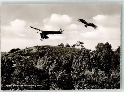 Berlebeck Gänsegeier Adlerwarte