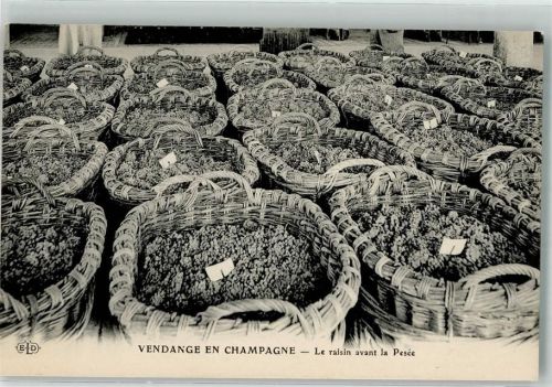 Vendange en Champagne