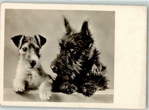 + Scottish Terrier