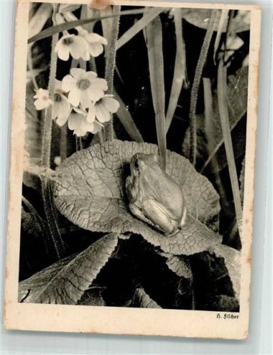 1940 Naturfoto H. Fischer Rudolf Schneider Karte Nr. 50304