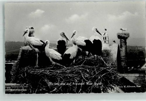 Rust 1959 Viele Nester mit Störche