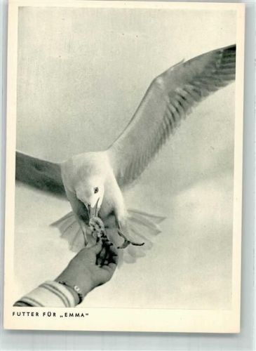 Möwe Emma wird gefüttert Photo Porst
