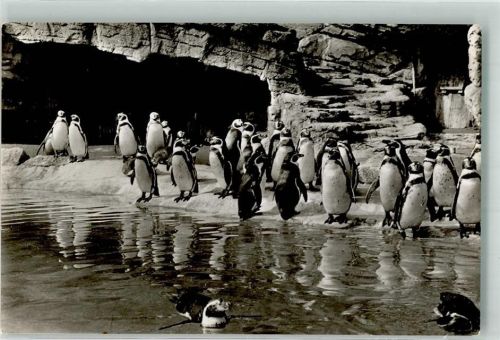 Stellingen Humboldt Pinguine