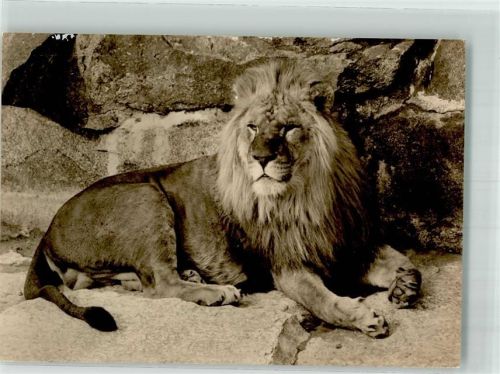 1971 Raubkatze im Zoo VEB Verlag