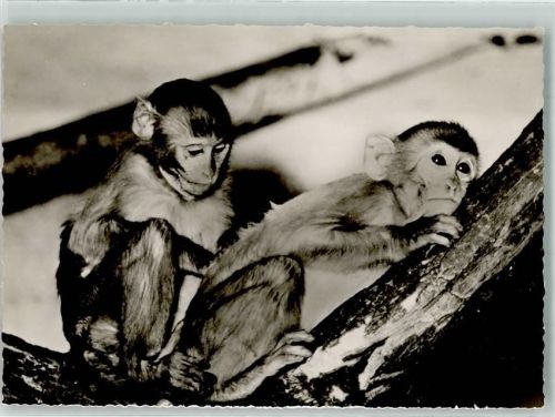 Bad Cannstatt Rhesus Affen Zoo Wilhelmina