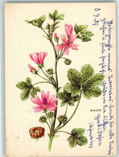Kräuterserie der Apotheken Nr. 6 Käsepappel