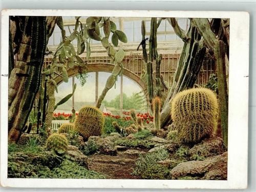 80331 W8000 Nymphenburg 1938 Foto AK Botanischer Garten Kakteen