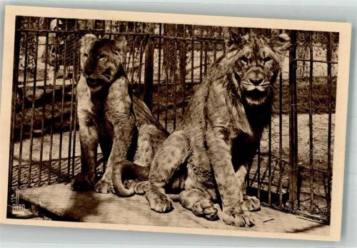 Paris Parc Zoologieque Du Bois de Vincennes Löwen Dinah u. Antoun LL 29