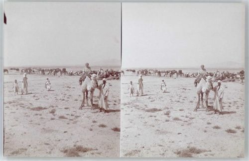 Constantine Stereofoto, Beduinen lagern in der Sahara, Kamel