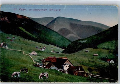 Svaty Petr St. Peter - Riesengebirge Kühe