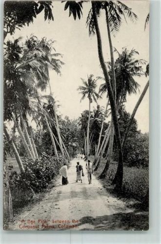 Colombo Bye Path between the Coconut Palms
