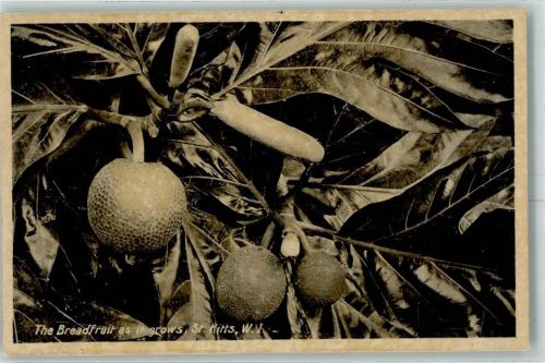 Basseterre The Breadfruit as it grows St. Kitts ehem. St. Christopher