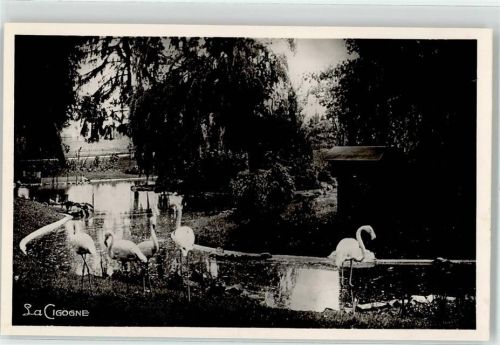 Vichy Flamingos