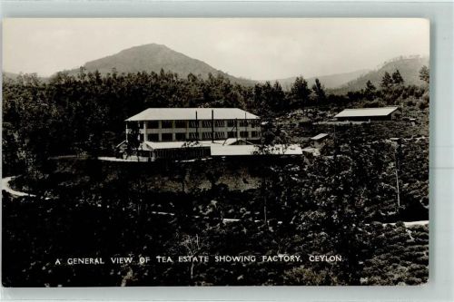 Tea Estate Showing Factory