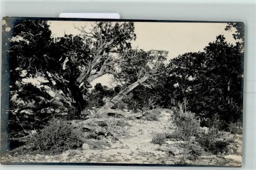 Grand Canyon 1912 Urwald
