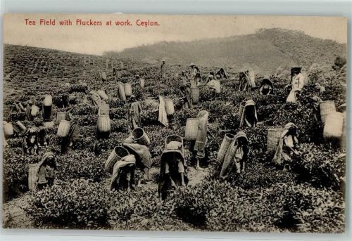 Tea Field with Pluckers at work Ceylon Teeverarbeitung Beruf AK