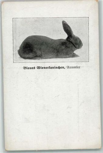 Kaninchenzucht Blaues Wienerkaninchen AK