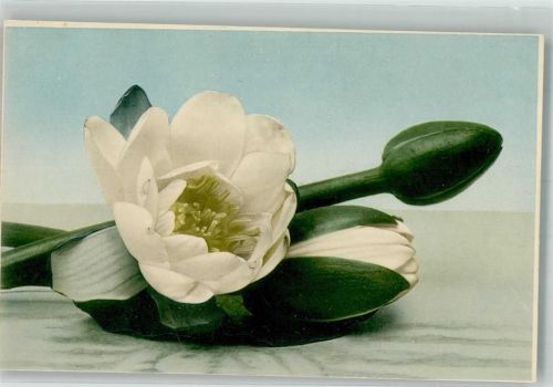 Lotus Blume Martin Rommel u. Co. 582