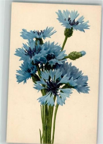 Kornblumen Martin Rommel u. Co. 501