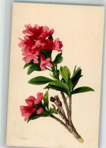 1910 Rhododendren Martin Rommel u. Co. 522