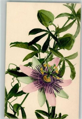 Passionsblume Martin Rommel u. Co. 585