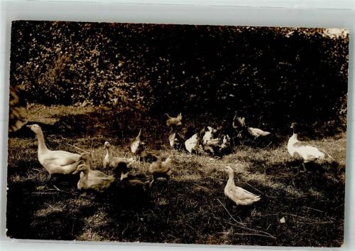 Gänseschar auf einer Wiese