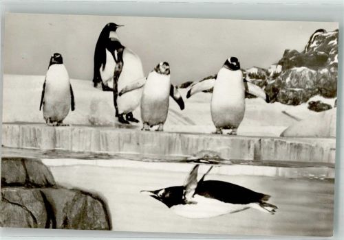 Exotarium Pinguine