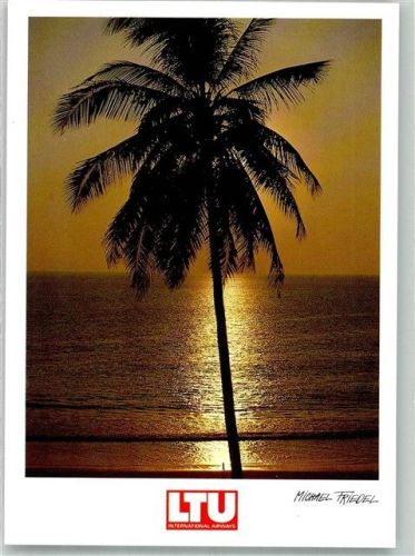Palme vor einem Sonnenuntergang am Meer Fotograf Michael Friedel