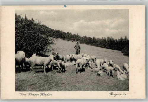 Foto Th. Geyer Von Harzer Herden Bergweide Schäfer
