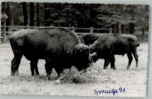 Springe Wisentgehege Saupark Ort handschriftlich