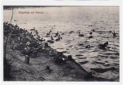 Amrum Amrum mit Vogelkoje ungelaufen Gute Erhaltung.