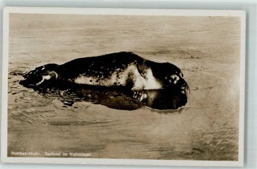 1937 Seehund im Wattenmeer Nordsee AK